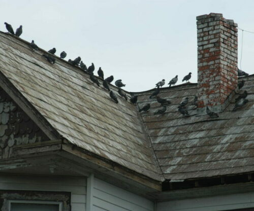 Pigeons Roosting on a Rooftop